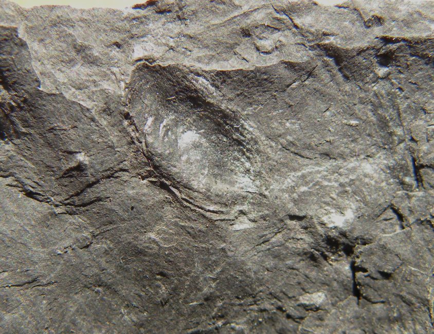 Carpolithus membranaceous